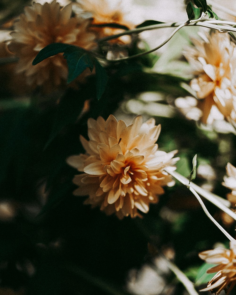 a close up of a bunch of flowers