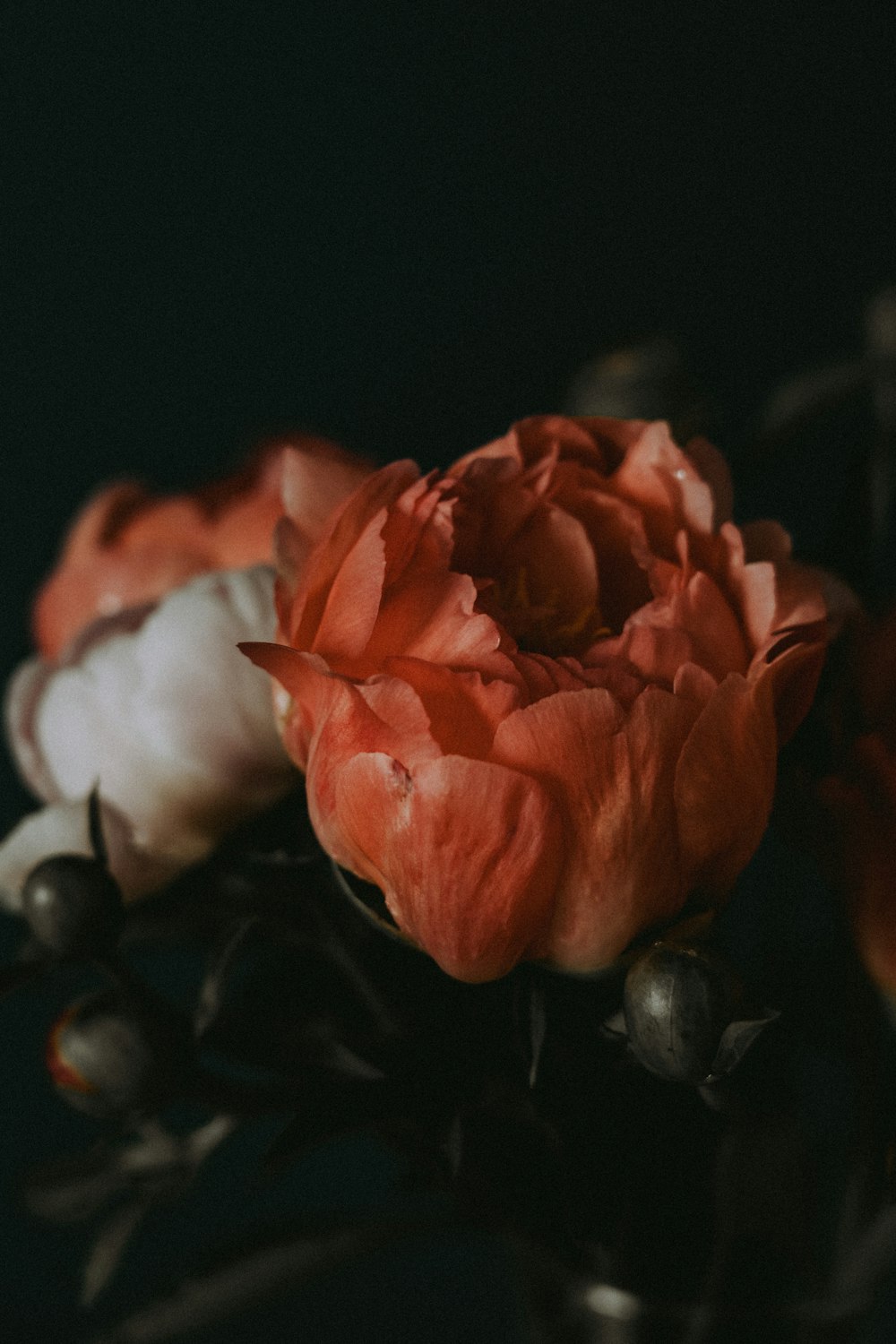 a close up of a flower