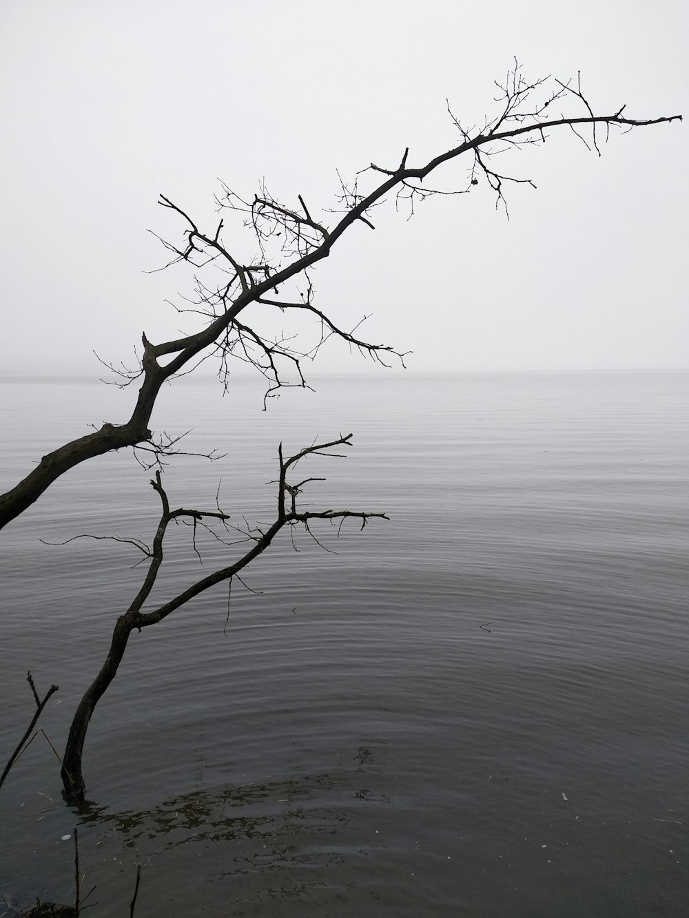 a tree branch sticking out of the water