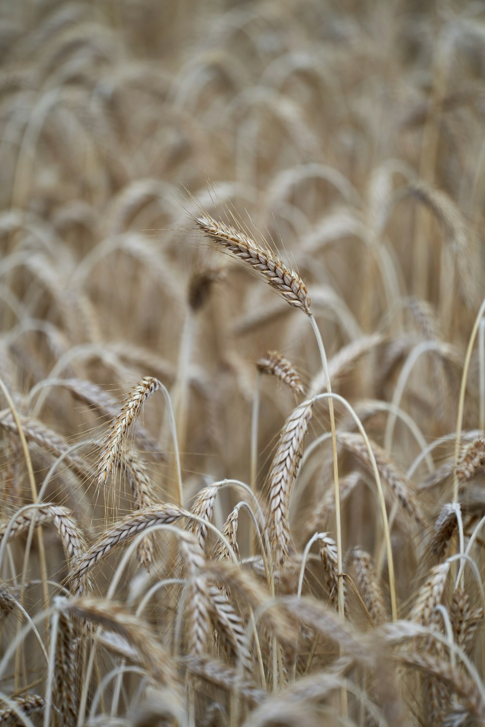 a field of ripe wheat ready to be harvested