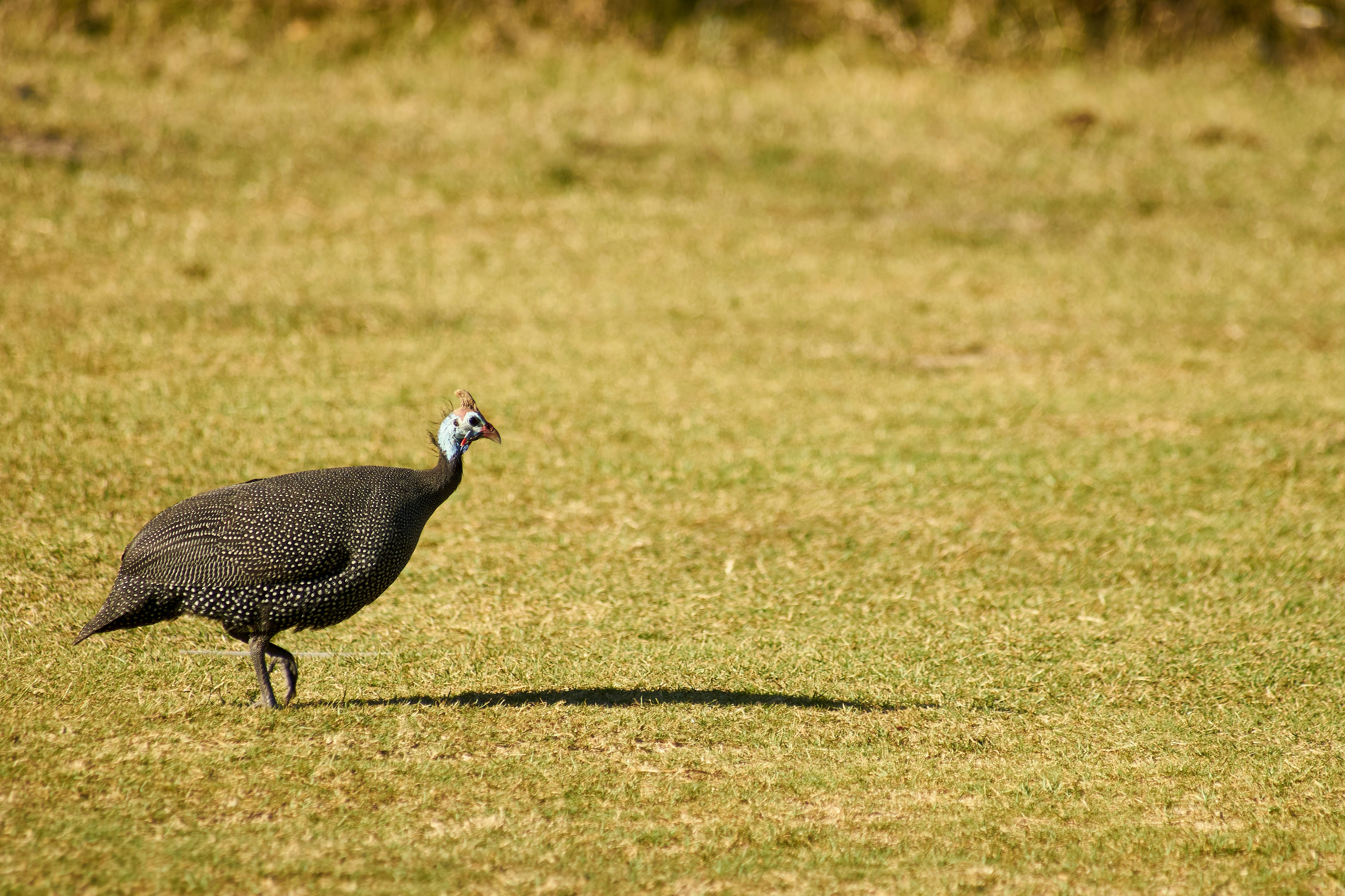 Photo by wolfgang_hasselmann