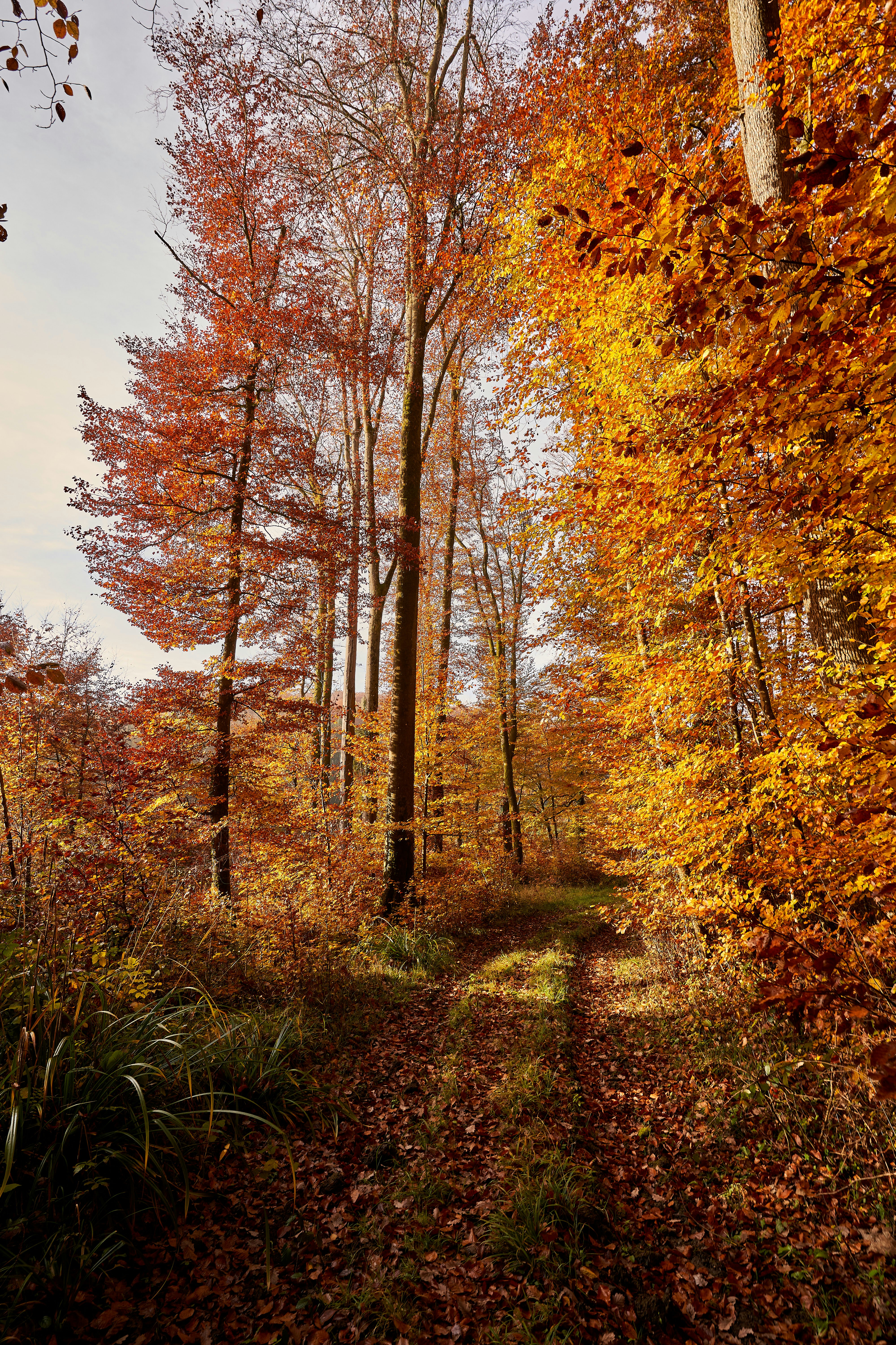 Photo by wolfgang_hasselmann