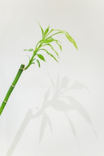 a bamboo plant with long green leaves on a white background