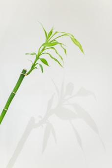 a bamboo plant with long green leaves on a white background