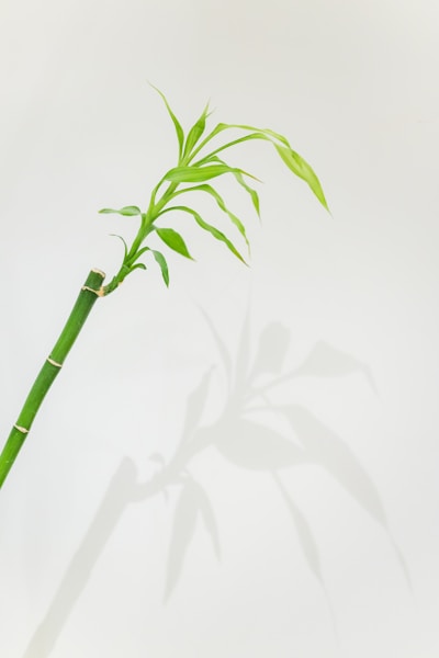 a bamboo plant with long green leaves on a white background