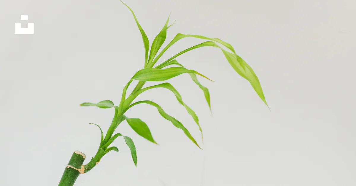 白い背景に長い緑の葉を持つ竹の植物の写真 – Unsplashの竹の無料画像