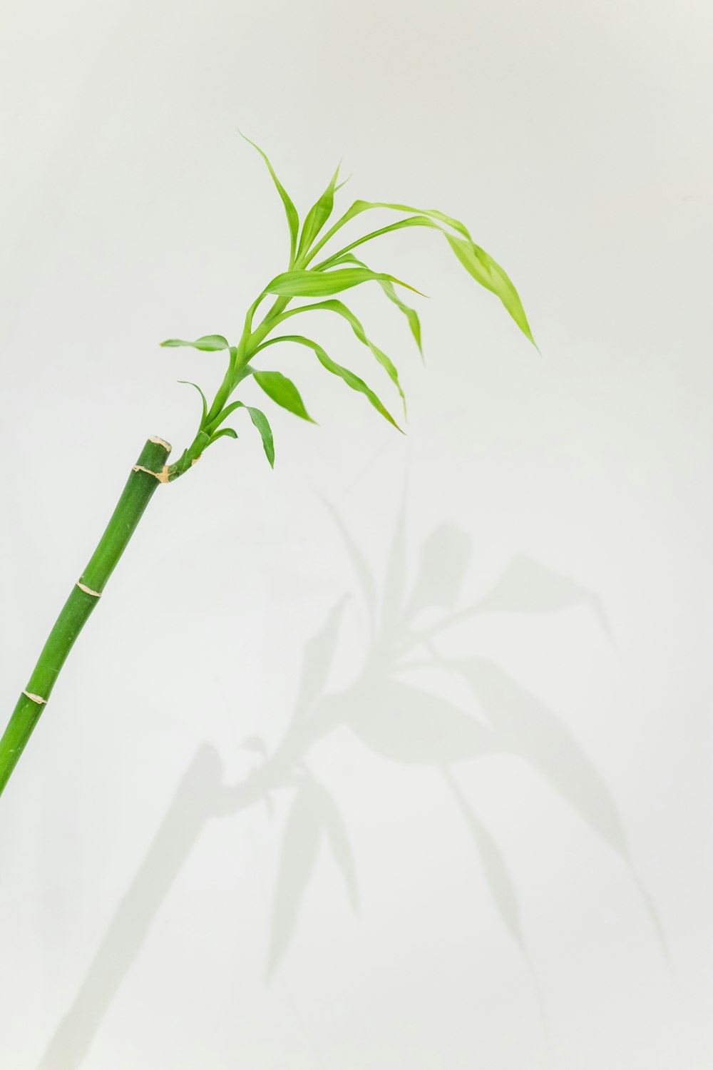a bamboo plant with long green leaves on a white background