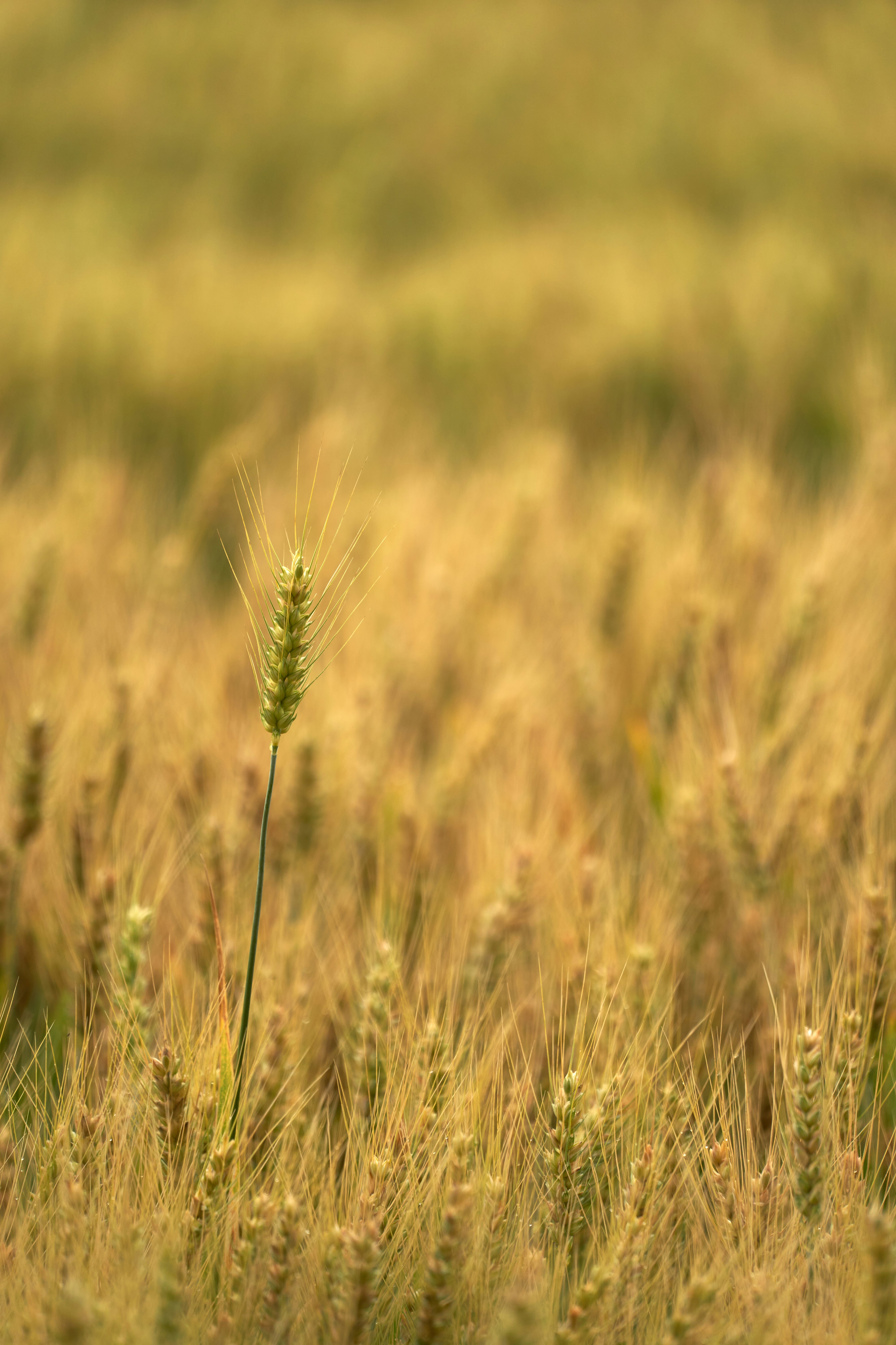 Photo by wolfgang_hasselmann