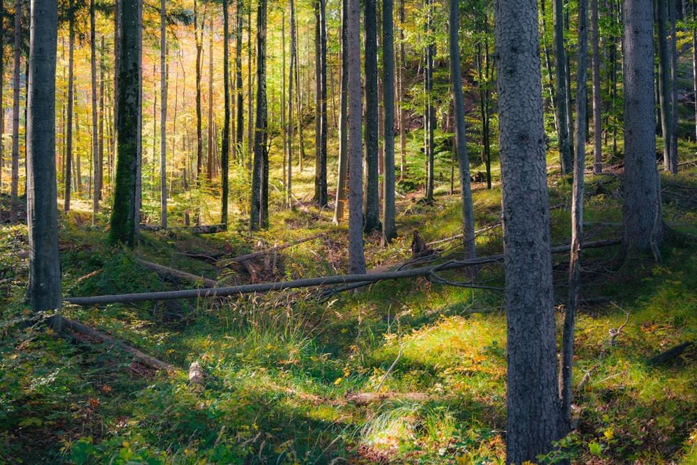 a forest filled with lots of tall trees