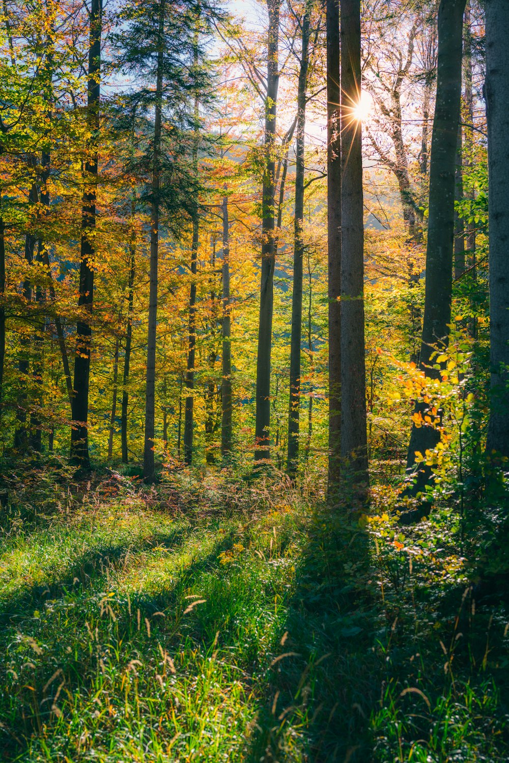 the sun shines through the trees in the woods