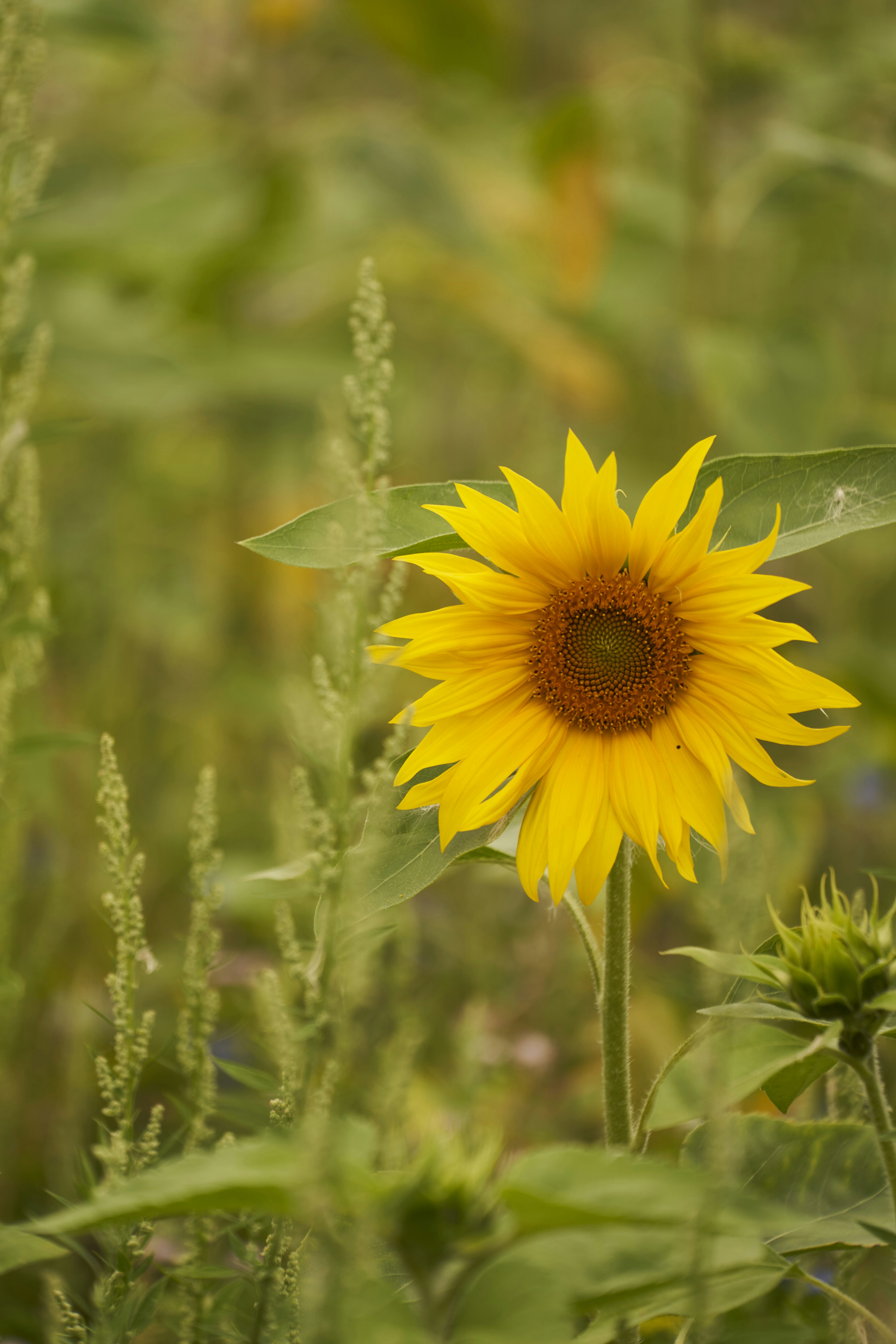 Photo by wolfgang_hasselmann