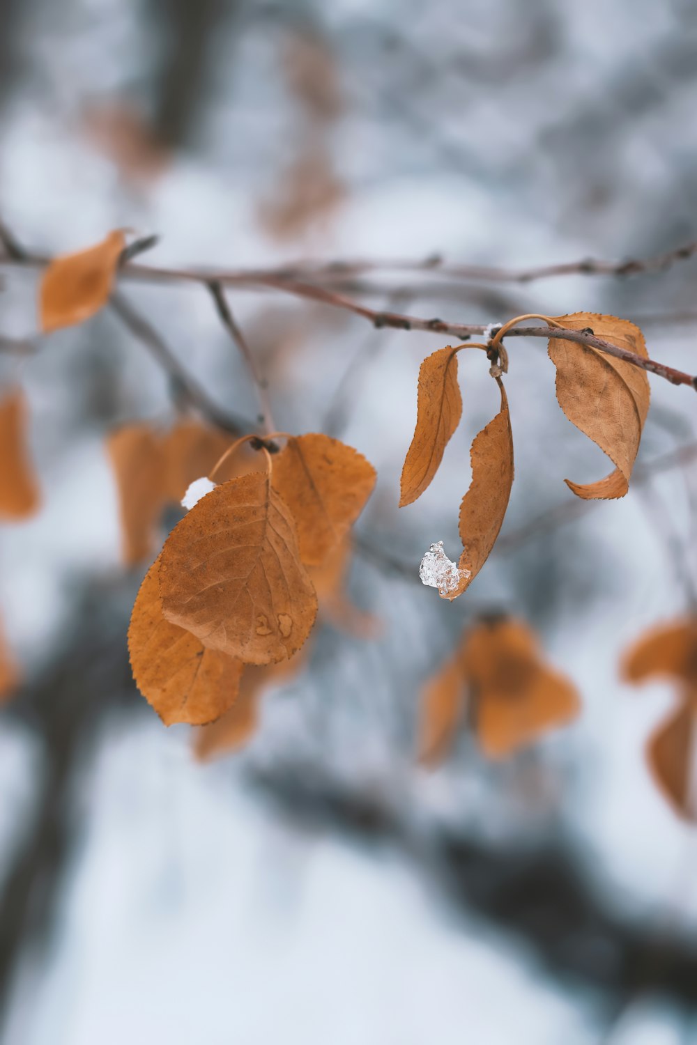 a branch with leaves and snow on it