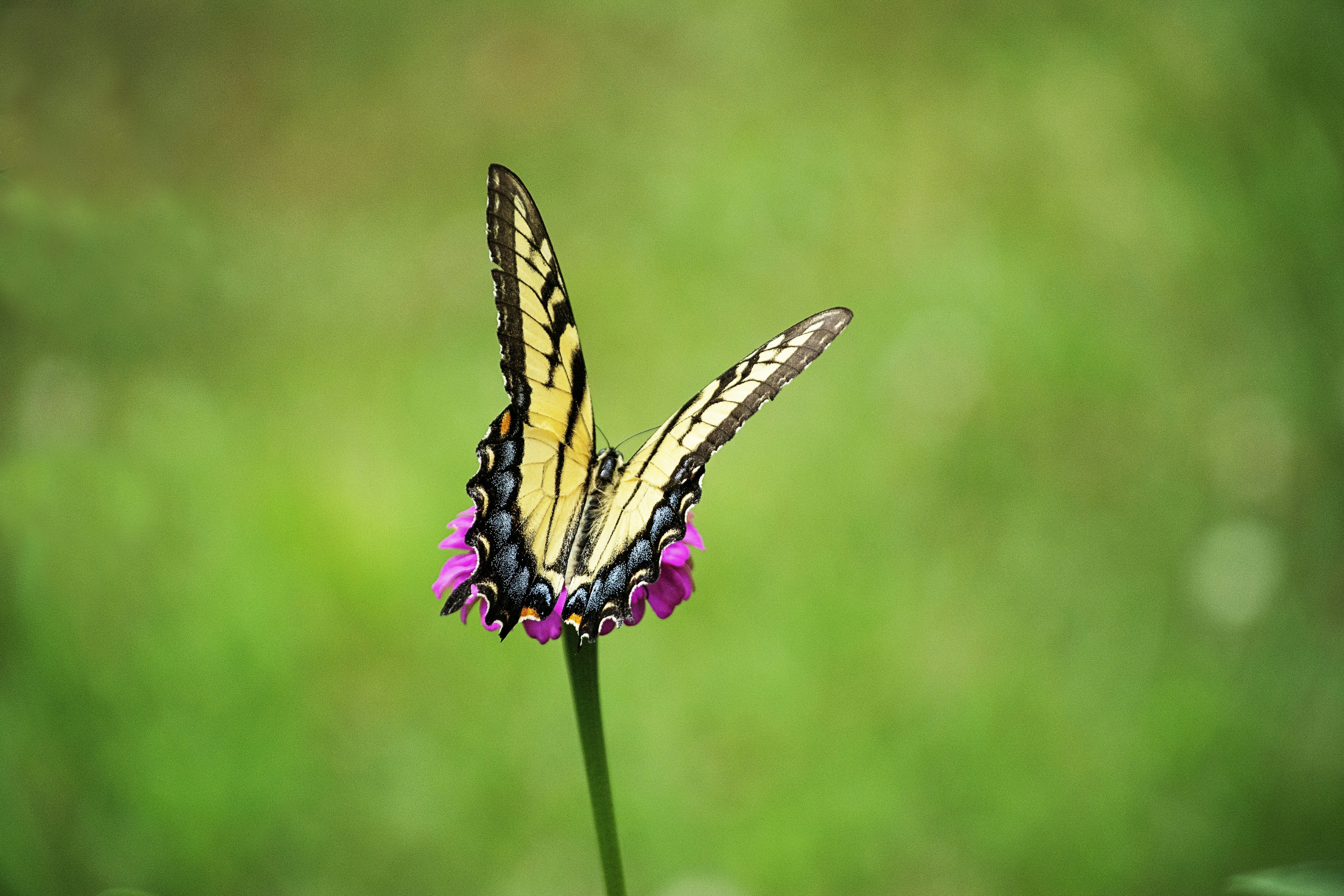 a yellow and black butterfly sitting on a purple flower