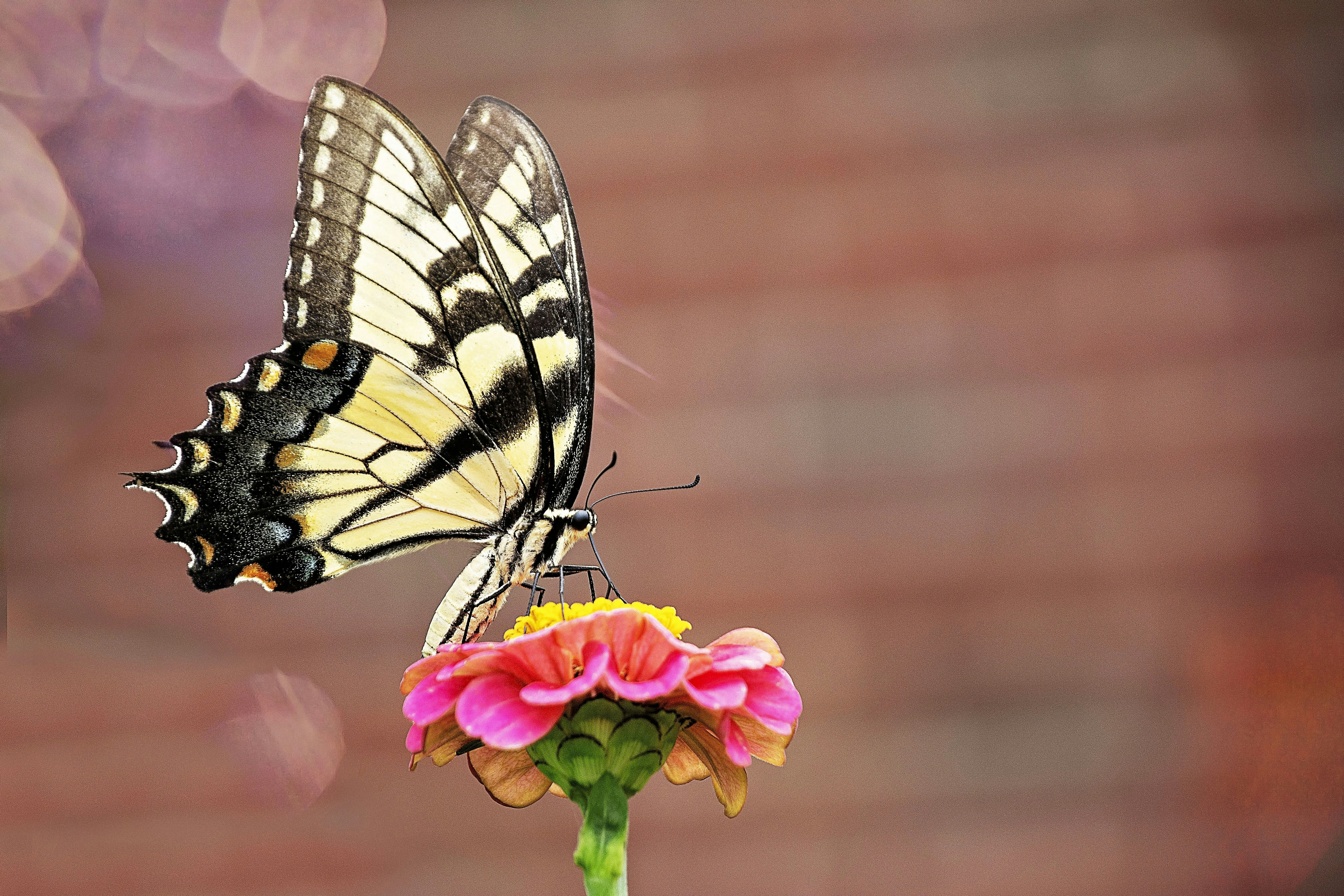 a butterfly sitting on top of a flower