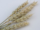 Several stalks of wheat are arranged against a plain light background. The wheat grains are tightly clustered along the elongated stems, displaying a range of colors from light beige to slightly greenish hues.