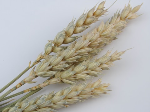 Several stalks of wheat are arranged against a plain light background. The wheat grains are tightly clustered along the elongated stems, displaying a range of colors from light beige to slightly greenish hues.