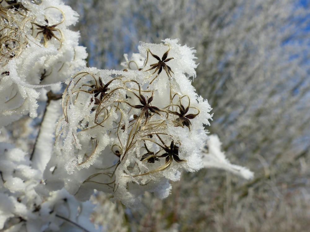 a bunch of spider webs on a tree branch