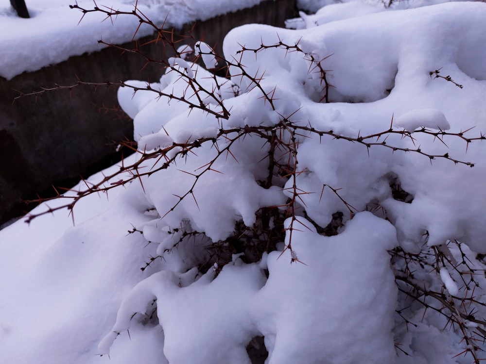 a bush covered in snow next to a fence