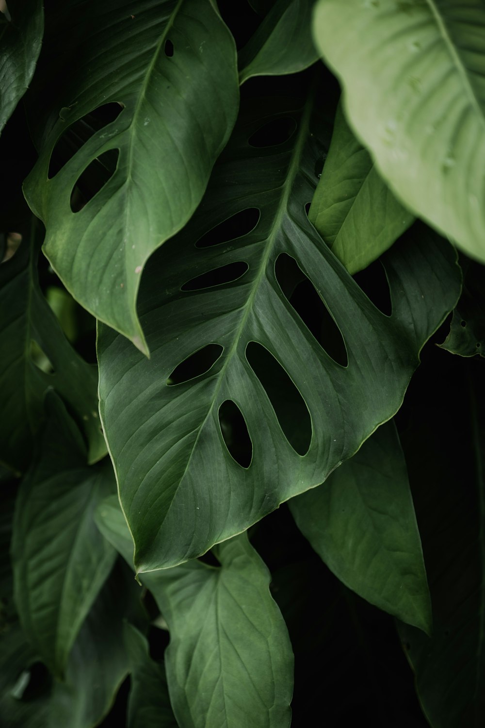 a close up of a green leaf with holes in it