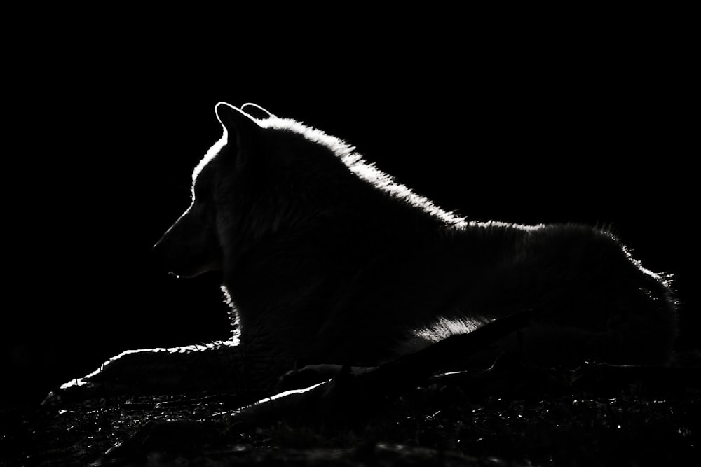a black and white photo of a wolf in the dark