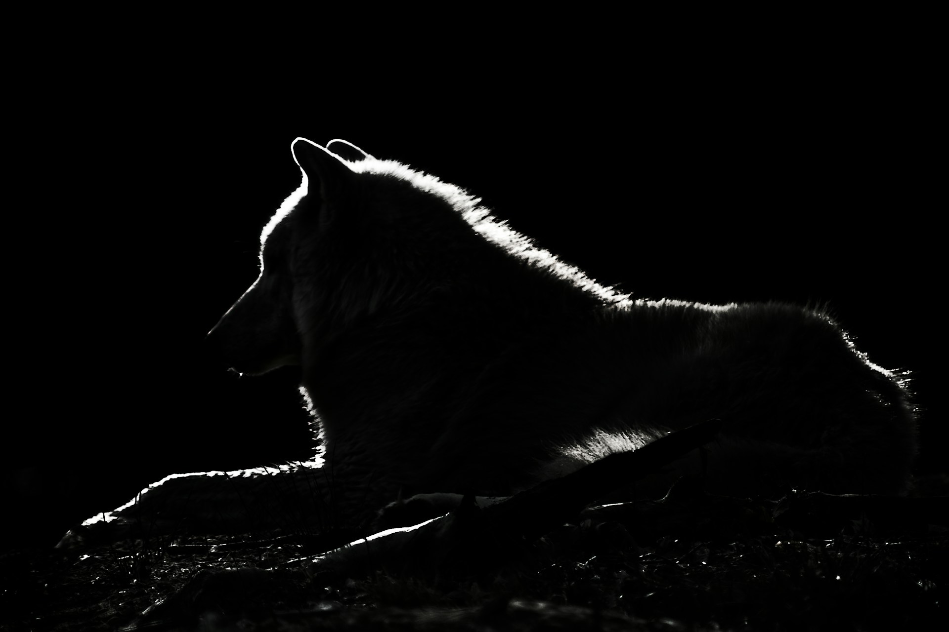a black and white photo of a wolf in the dark