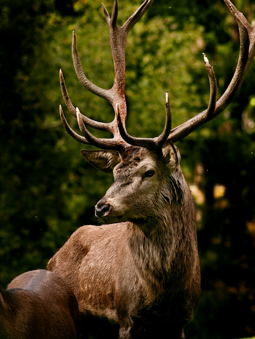 a close up of a deer with very large antlers