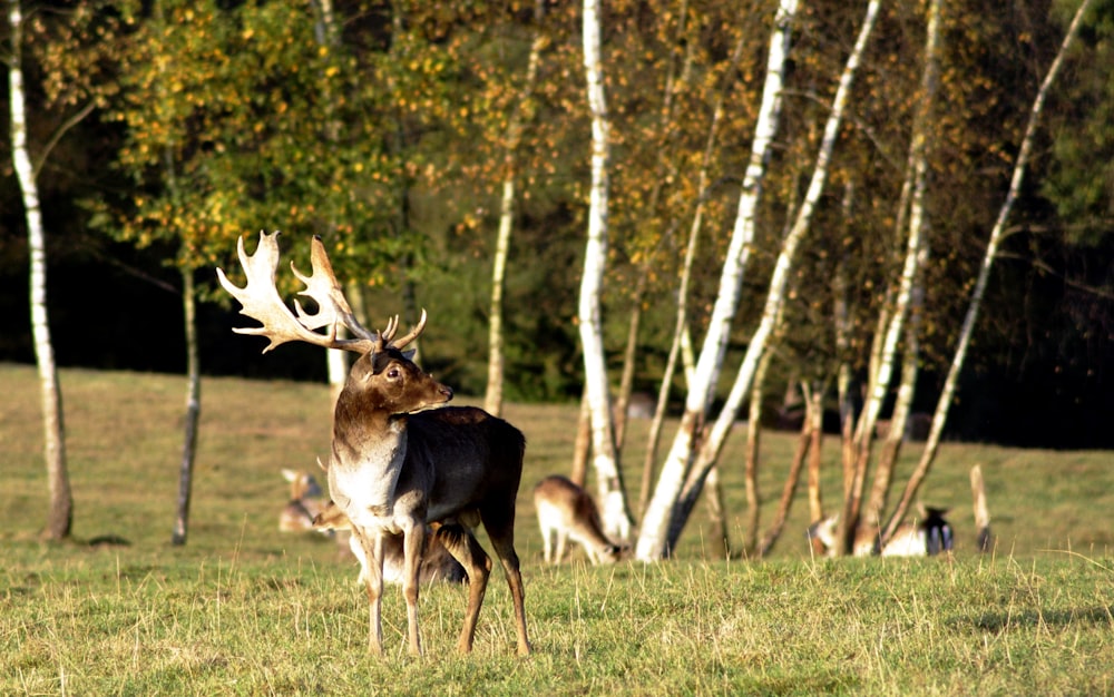 a herd of deer standing on top of a grass covered field