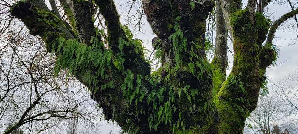 a large tree covered in moss in a park