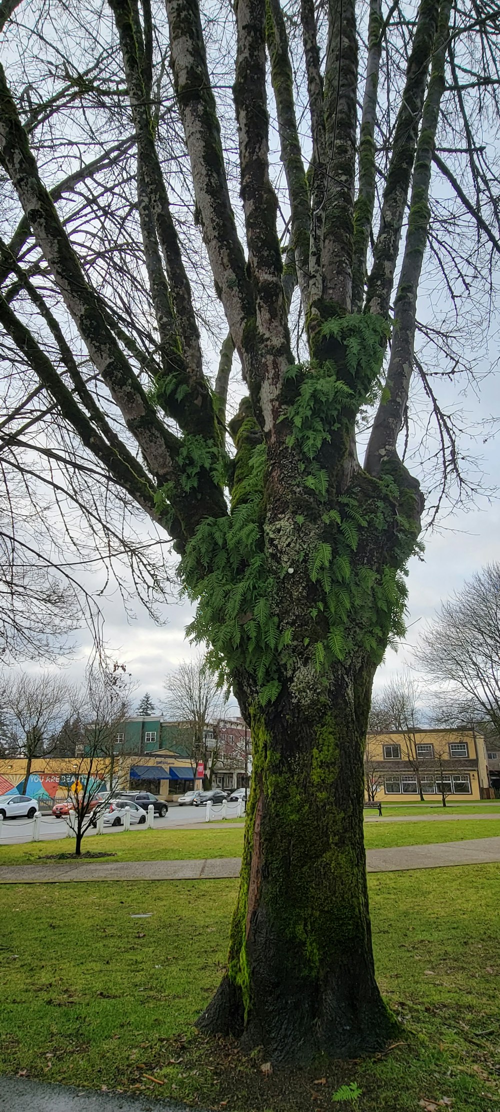 a tree covered in moss in a park