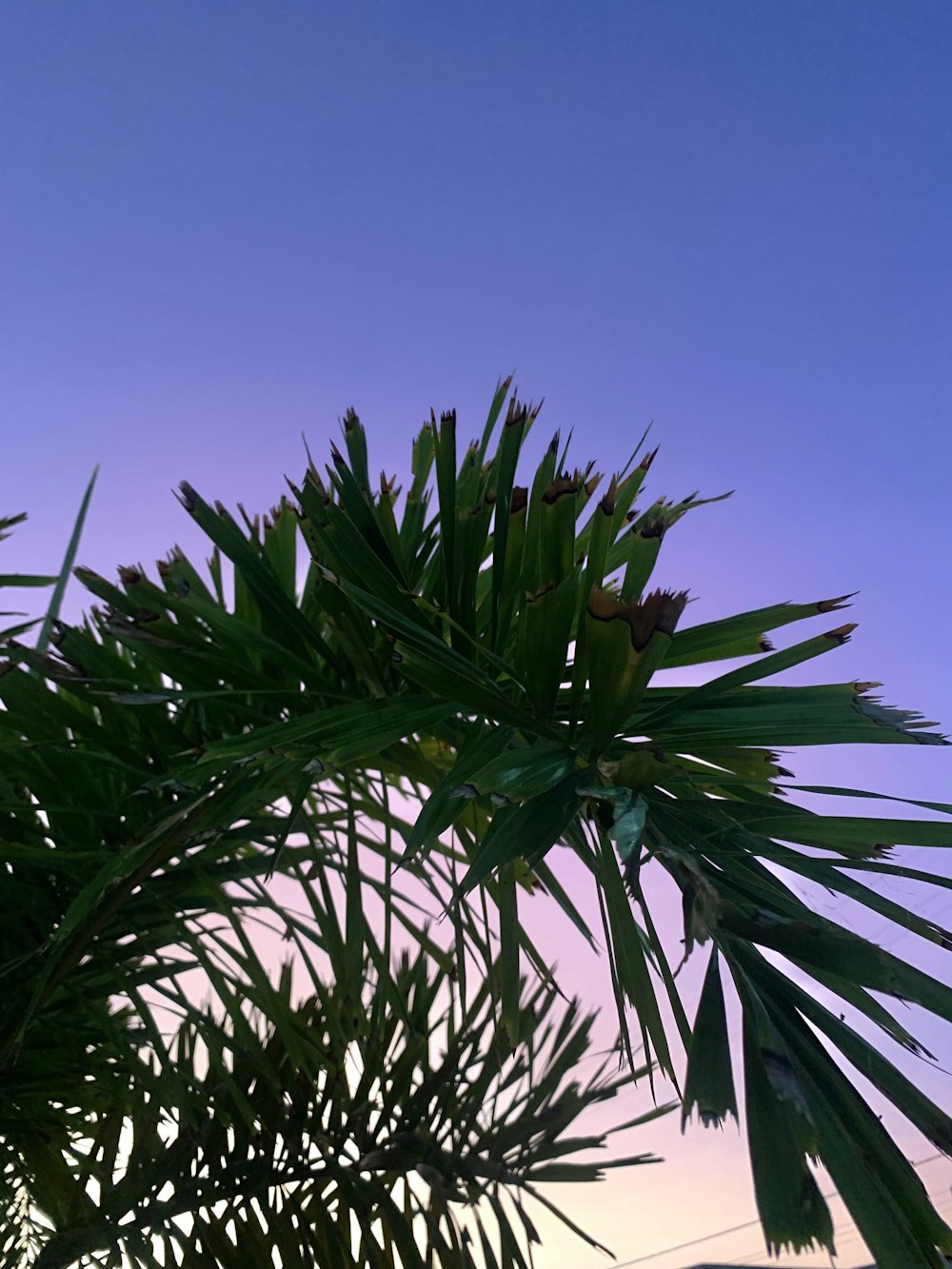 a palm tree with a purple sky in the background