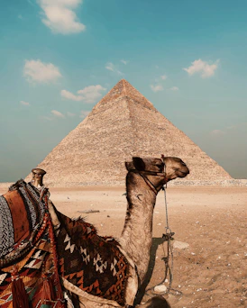 a camel sitting in front of a pyramid