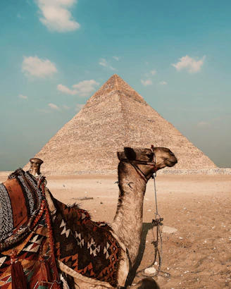 a camel sitting in front of a pyramid