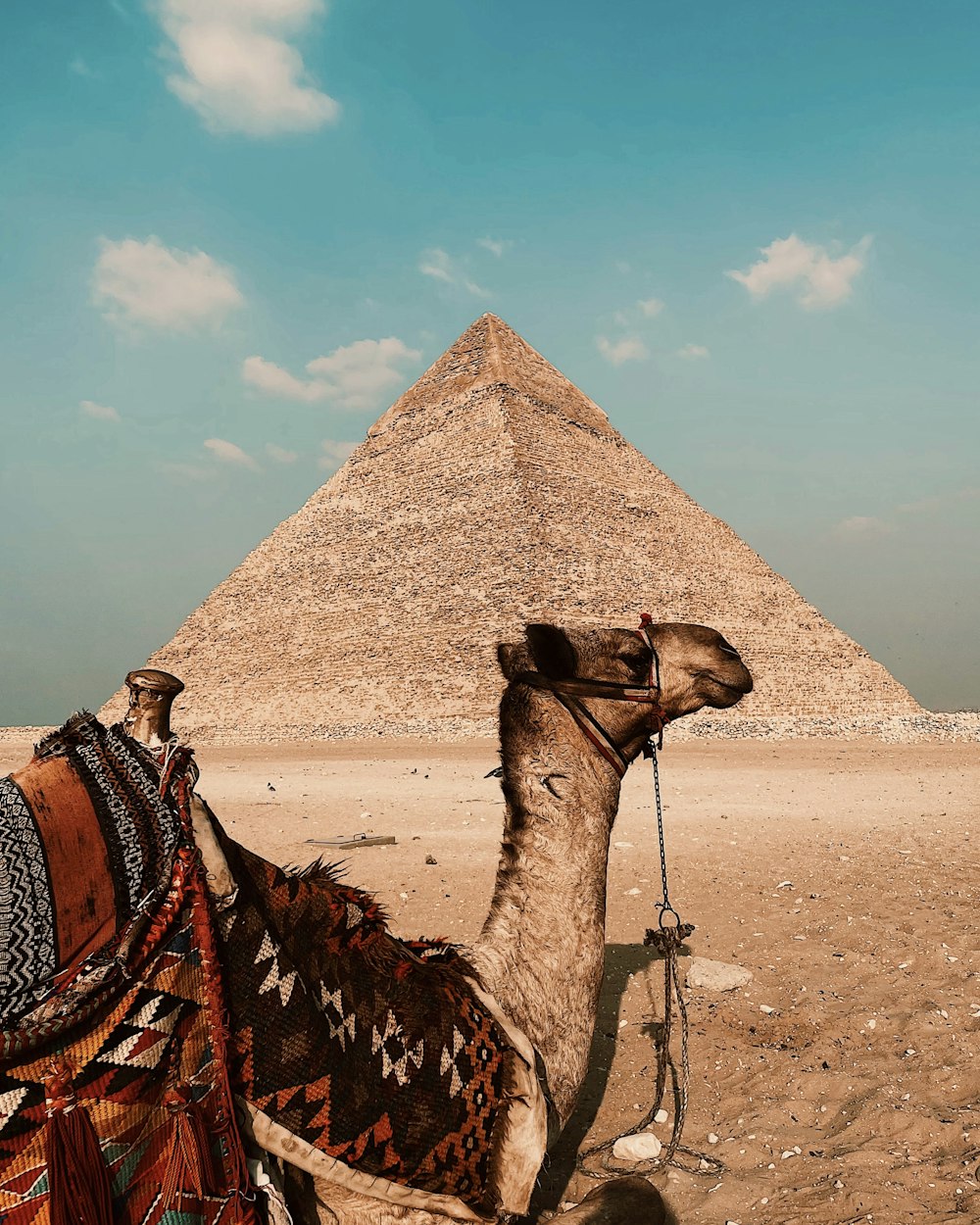 a camel sitting in front of a pyramid