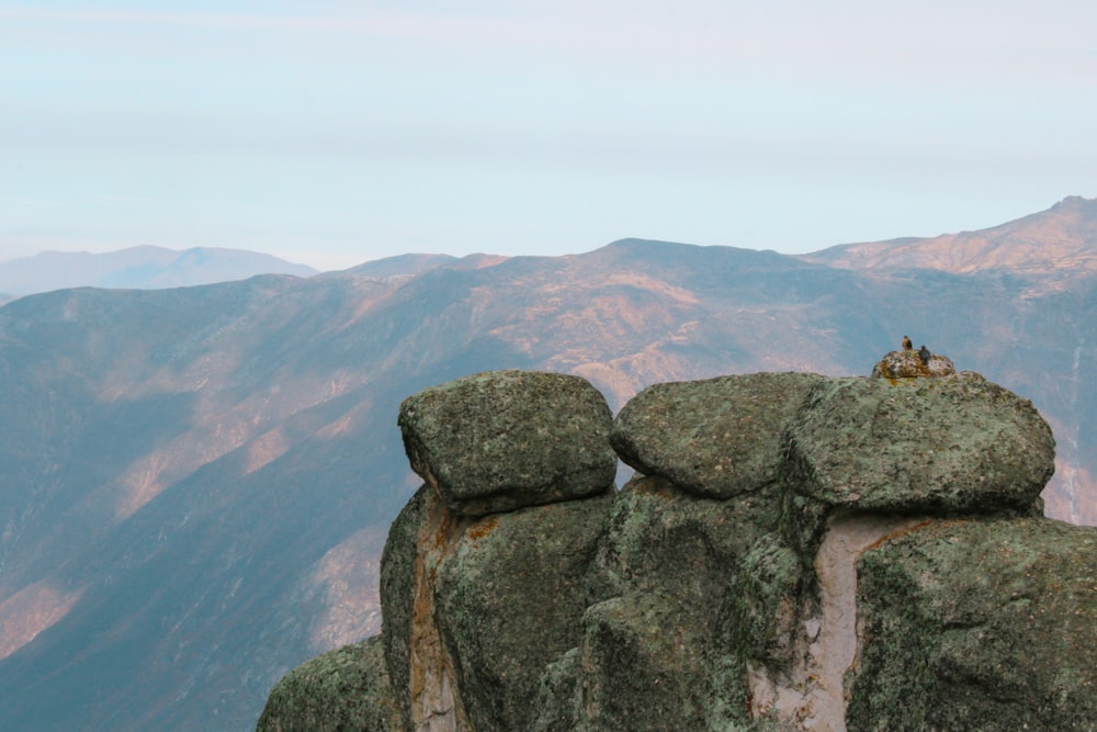 Ein paar Vögel sitzen auf einem großen Felsen