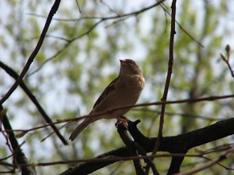 Close-up of a bird perched on a branch in a natural setting.