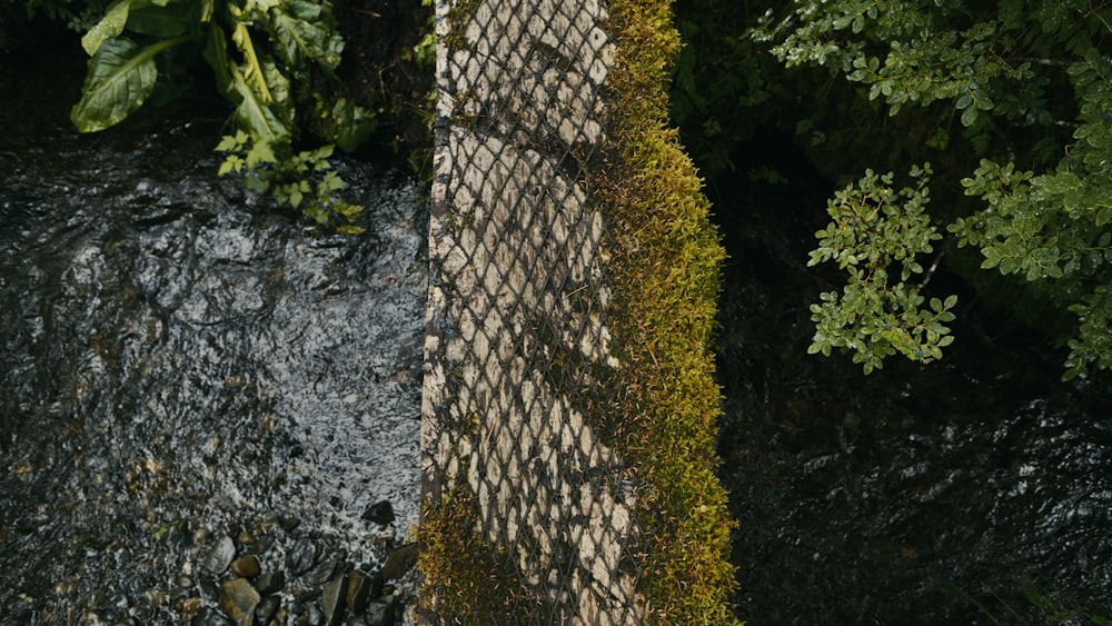 a bird is perched on a fence next to a river