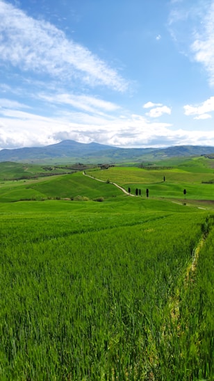 a lush green field under a blue sky