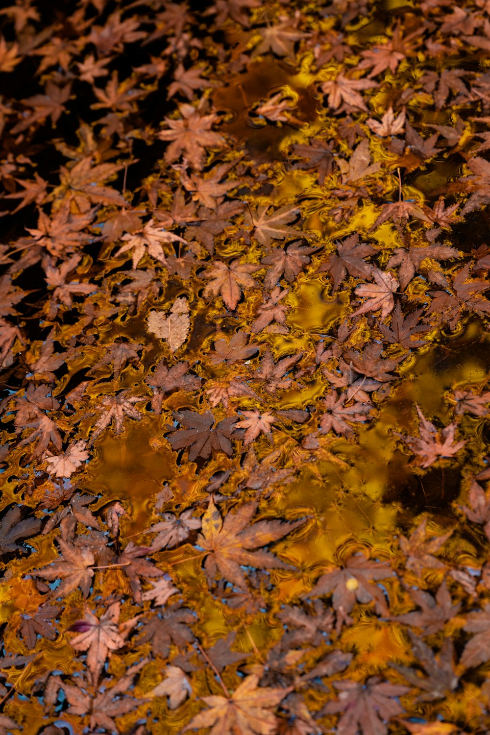 a bunch of leaves that are laying on the ground