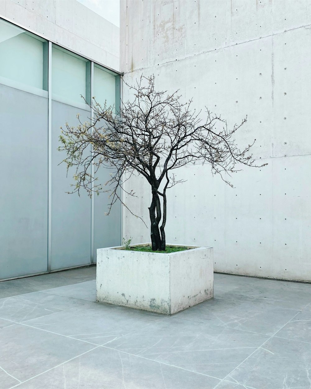 Un árbol bonsái en una jardinera frente a un edificio