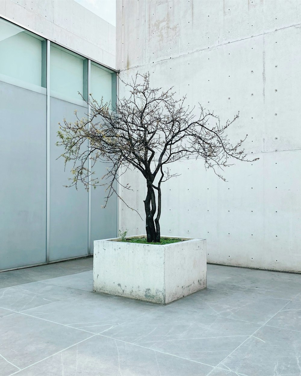 a bonsai tree in a planter in front of a building