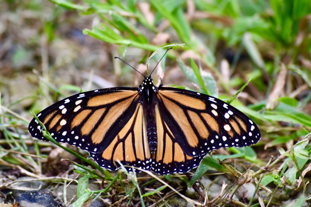 a large orange and black butterfly sitting on the ground