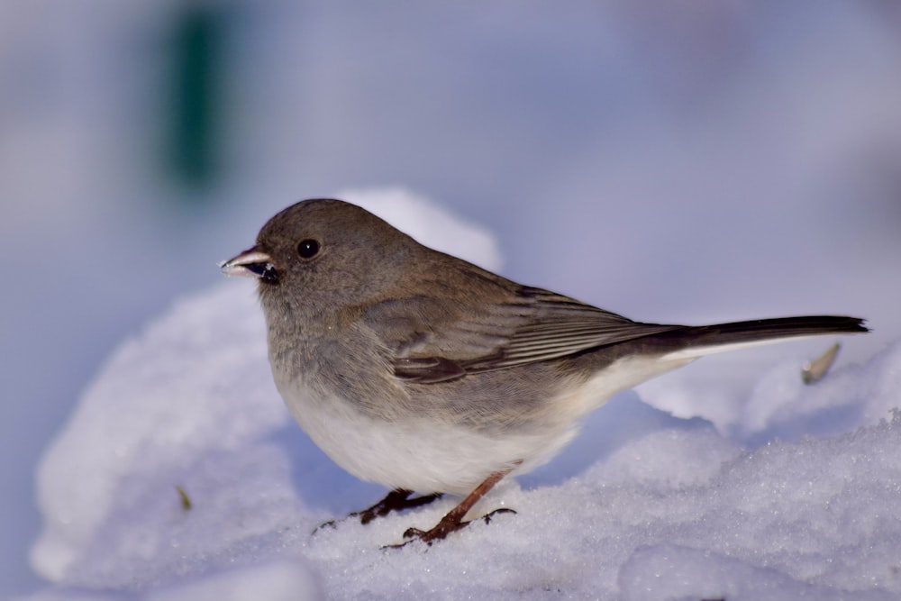 a small bird standing on a pile of snow