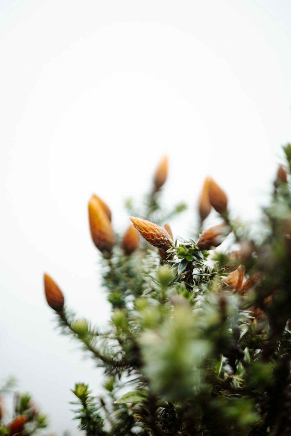 a bunch of flowers that are on a tree