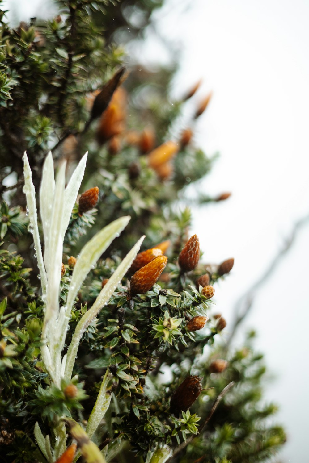 a close up of a tree with lots of leaves