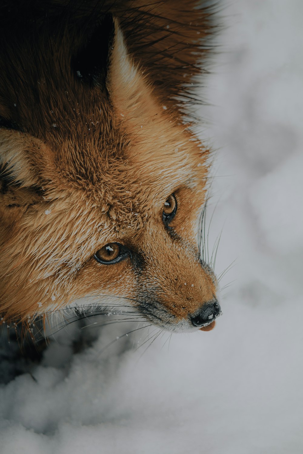 a close up of a fox in the snow