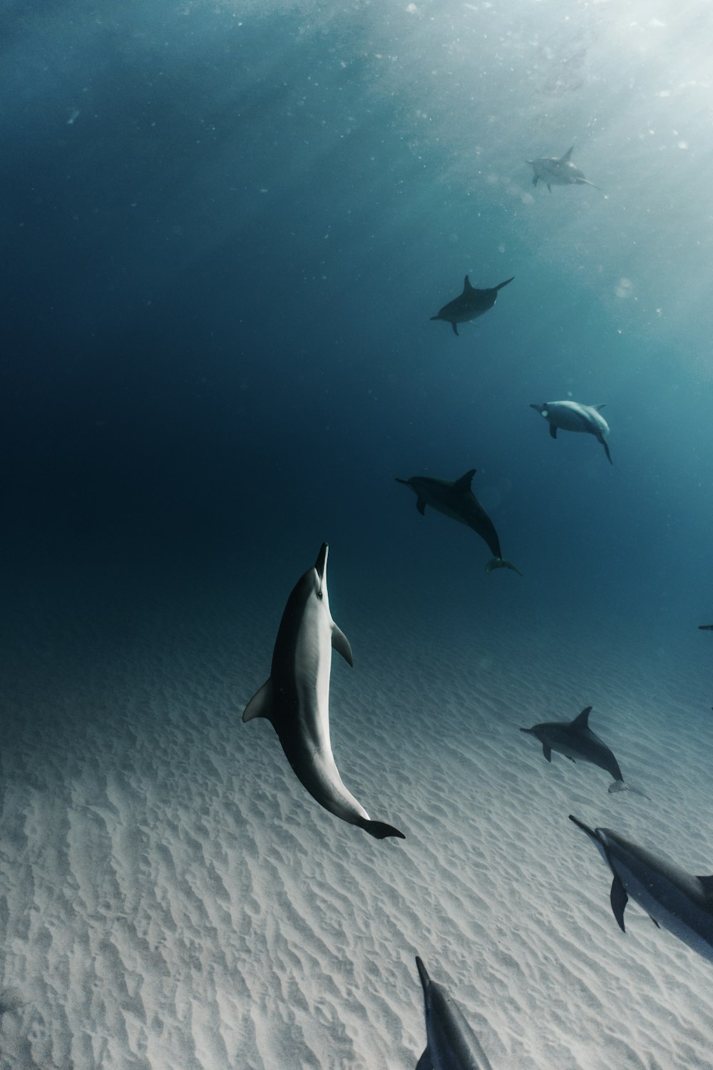 Un grupo de delfines nadando en el océano