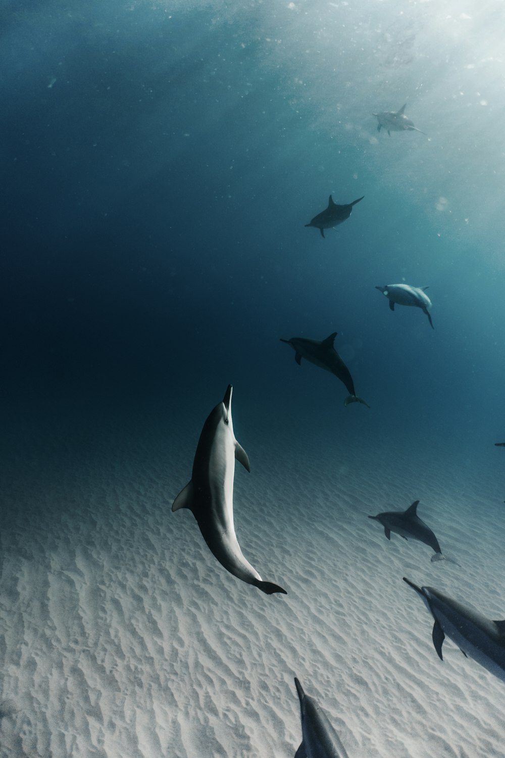 a group of dolphins swimming in the ocean