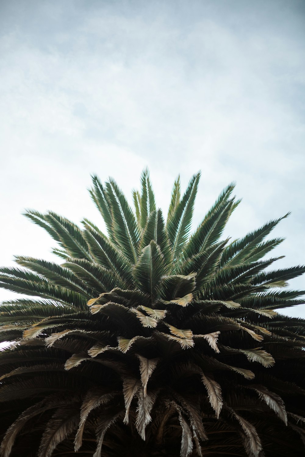 a palm tree with lots of leaves on it