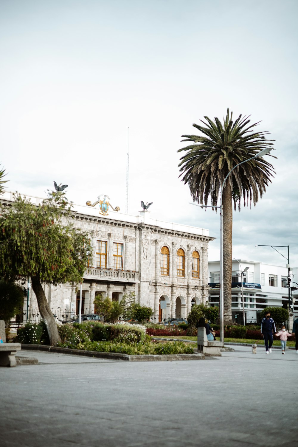 a palm tree in front of a building