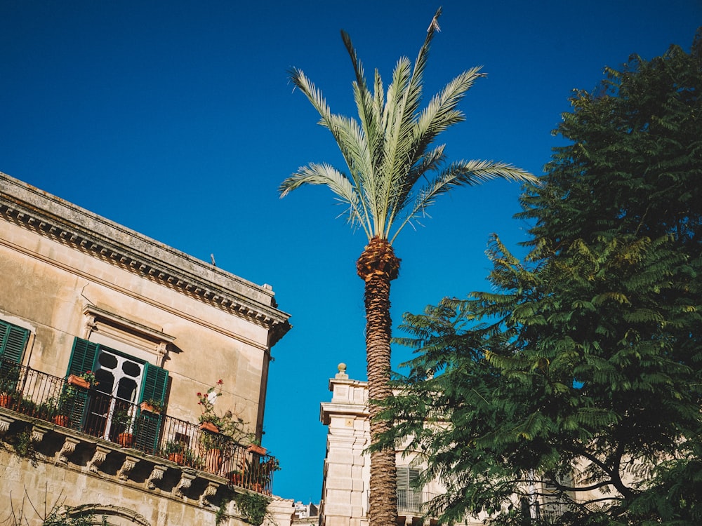 uma palmeira alta sentada ao lado de um edifício alto